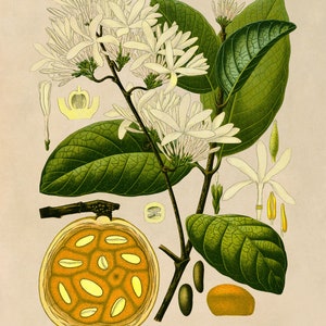 Bungo Fruit Tree Plant Print, Medicinal Plants Botanical Illustration, Vintage Style Reproduction, MOBO 215 Classic