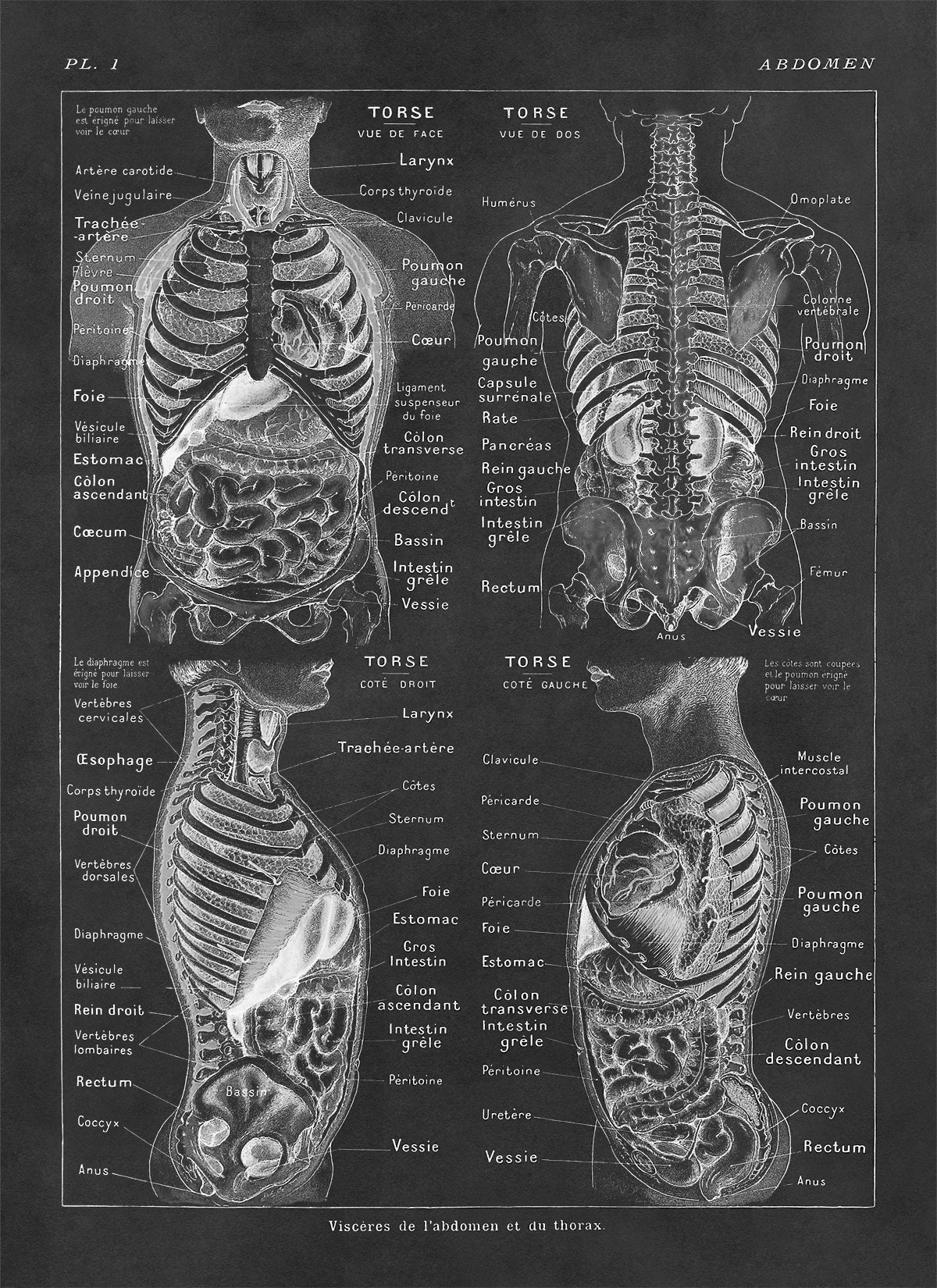 Human Abdomen Anatomy Chart Print, Scientific Illustration, 3 Color ...