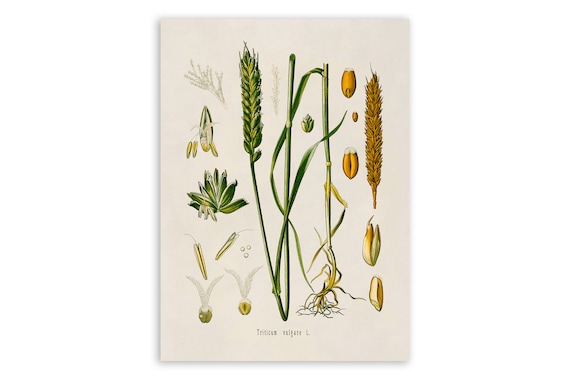 Bread Wheat Plant Print, Medicinal Plants Botanical Illustration, Vintage  Style Reproduction, MOBO 56 - Etsy Israel