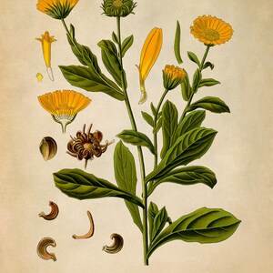 Pot Marigold Botanical Print, Vintage Orange Calendula Flower Illustration, Garden Study Art, MOBO 263 image 2