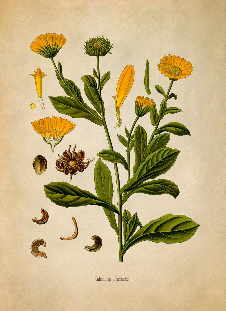 Pot Marigold Botanical Print, Vintage Orange Calendula Flower Illustration, Garden Study Art, MOBO 263 image 2