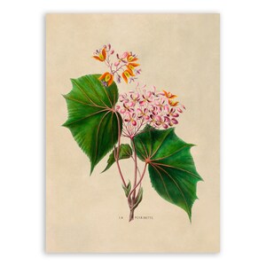 Begonia Flower Print, Vintage Style Botanical Illustration, Premium Reproduction, FDA30