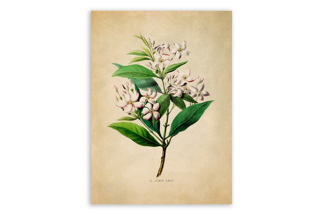 Jasmine Flower Print, Vintage Style Botanical Illustration, Premium  Reproduction, FDA57 