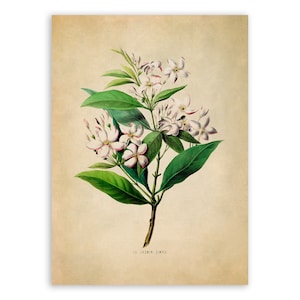 Jasmine Flower Print, Vintage Style Botanical Illustration, Premium Reproduction, FDA57