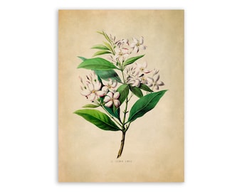 Jasmine Flower Print, Vintage Style Botanical Illustration, Premium Reproduction, FDA57