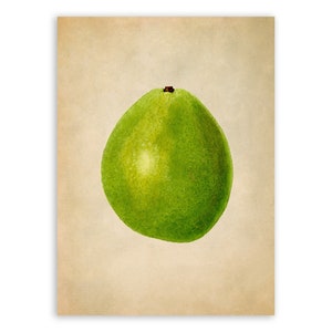Avocado Illustration, Tropical Fruit Themed Botanical Watercolor Artwork, Premium Vintage Style Reproduction Print, JMS23