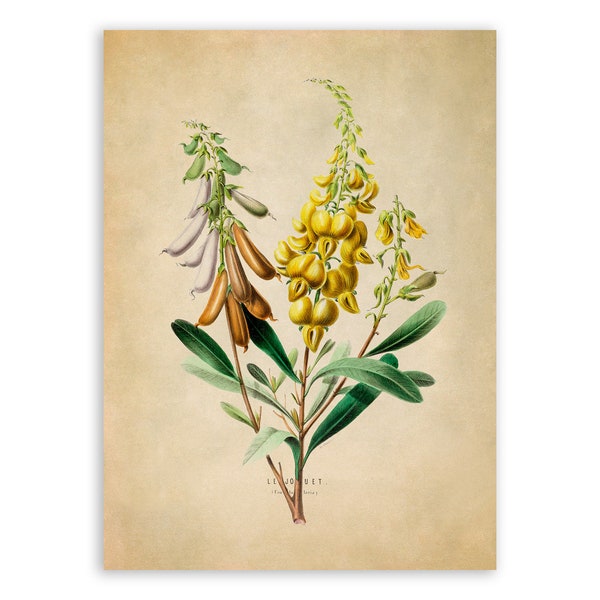 Crotalaria Rattlepods Plant Print, Vintage Style Botanical Illustration, Premium Reproduction, FDA35