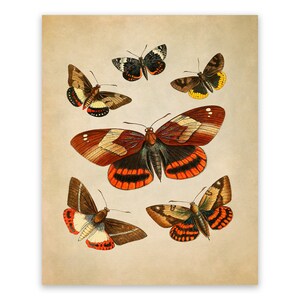 Butterfly Species Print, Vintage Style Butterfly Illustration, Butterflies Chart Poster, Insect Specimen Artwork, KV03