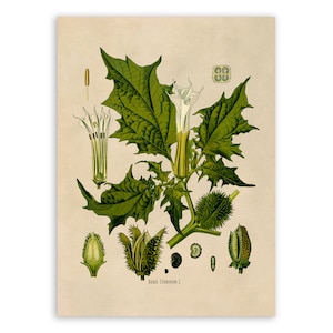 May include: A vintage botanical illustration of a Jimson Weed plant with white flowers and spiky seed pods. The illustration is in shades of green, brown, and white on a cream background.