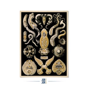 Flatworm Print: Vintage Ernst Haeckel Geometric Nature Art, NH74