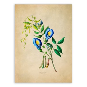 Butterfly Pea Flower Print, Vintage Style Botanical Illustration, Premium Reproduction, FDA22