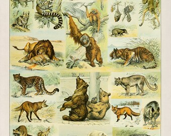 洋書 CLASSIC NATURAL HISTORY PRINTS MAMMALS Mammals (Classic natural history prints): Dance, S. Peter