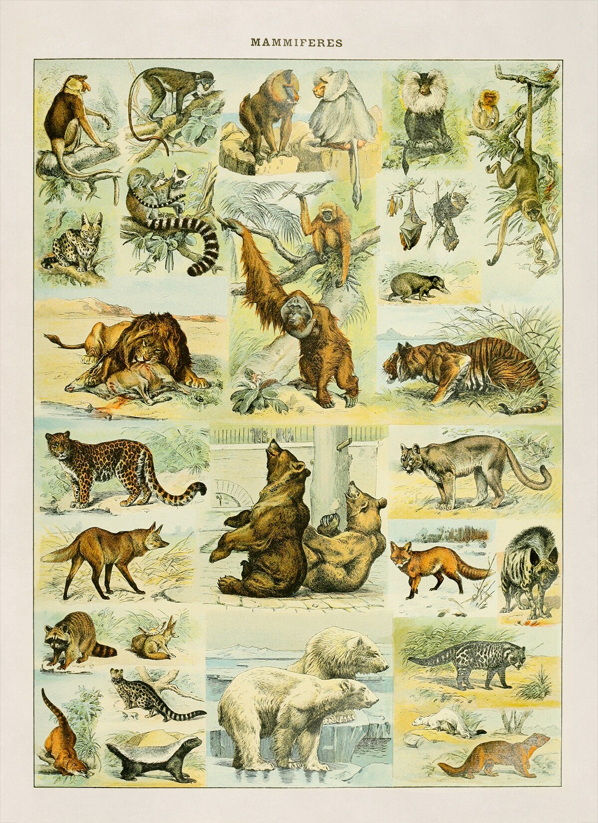1922 Vintage Mammals Animal Poster. Small French Antique