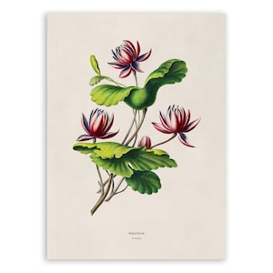 Water Lily Plant Print, Vintage Style Botanical Illustration, Premium Reproduction, FDA178