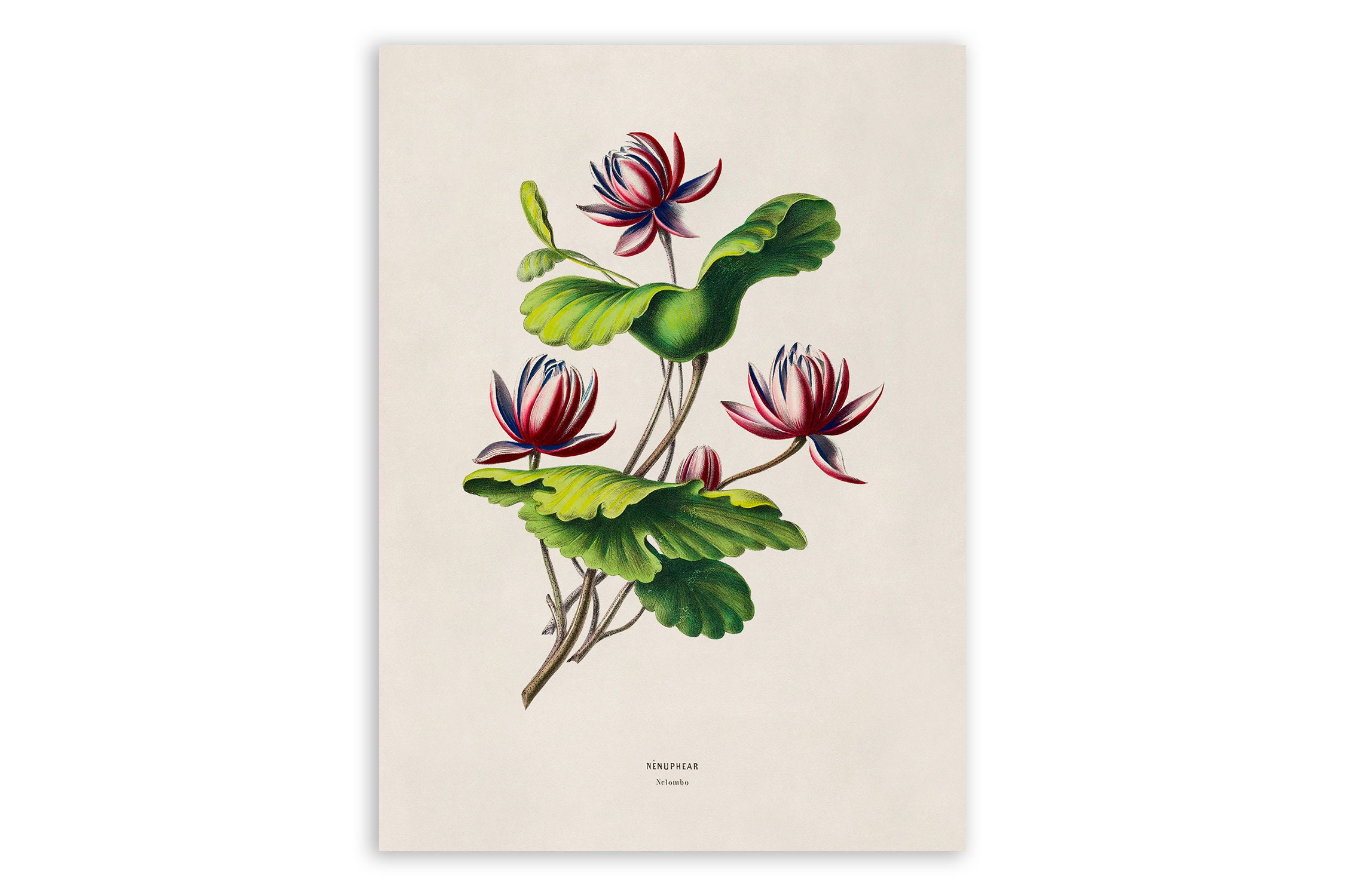 Vintage Water Lily Print: Botanical Illustration Art, FDA178 - Etsy