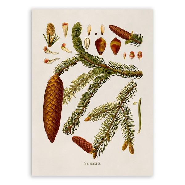 Norway Spruce Tree Plant Print, Medicinal Plants Botanical Illustration,  Vintage Style Reproduction, MOBO 8