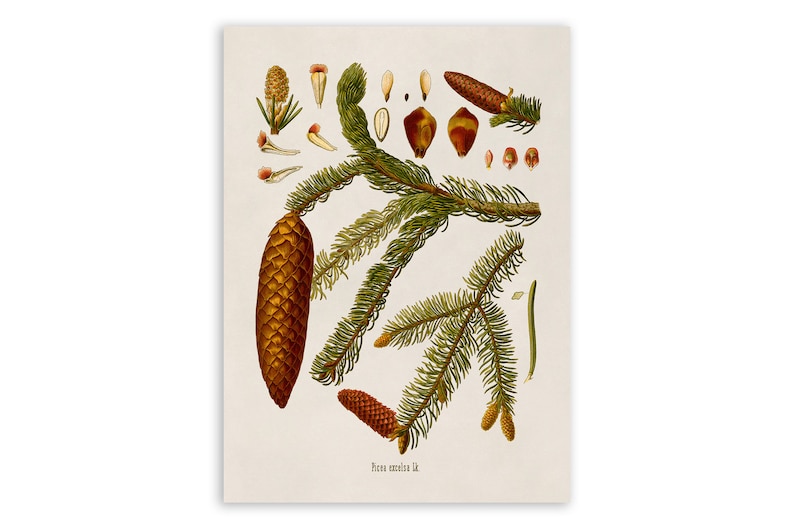 Norway Spruce Tree Plant Print, Medicinal Plants Botanical Illustration, Vintage Style Reproduction, MOBO 8 image 1