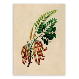 Red Sandalwood Tree Print, Vintage Style Botanical Illustration, Premium Reproduction, FDA139