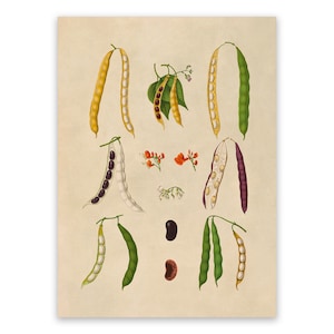 Bean Plant Variety Print, Garden Vegetable Themed Kitchen Art, Premium Vintage Style Reproduction, EB23