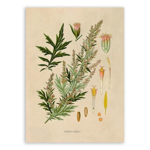 May include: A botanical print on a beige background featuring a detailed illustration of Artemisia vulgaris. The image displays a central leafy stem with small flower clusters, a single detached leaf, and various magnified floral parts and seeds.