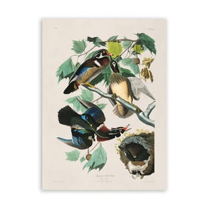 Wood Duck Bird Print, Vintage Style Audubon Waterfowl Poster, Birds Of America Illustration, AOB196