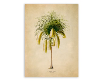 Fishtail Palm Tree Print, Vintage Style Botanical Illustration, Premium Reproduction, FDA182