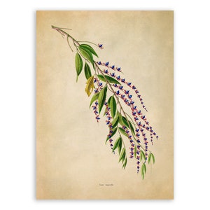 Flowering Tree Branch Print, Vintage Style Botanical Illustration, Premium Reproduction, FDA196