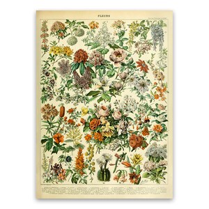 Flower Species Print, Vintage Style Floral Illustration, Adolphe Millot Flowers Chart Poster, Botanical Botany Art, AM14