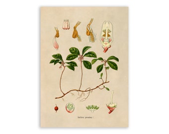 American Wintergreen Plant Print, Medicinal Plants Botanical Illustration,  Vintage Style Reproduction, MOBO 246
