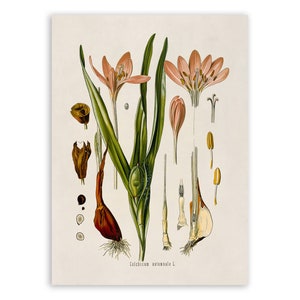 Impresión de planta venenosa de azafrán de otoño, ilustración botánica de plantas medicinales, reproducción de estilo vintage, MOBO 174