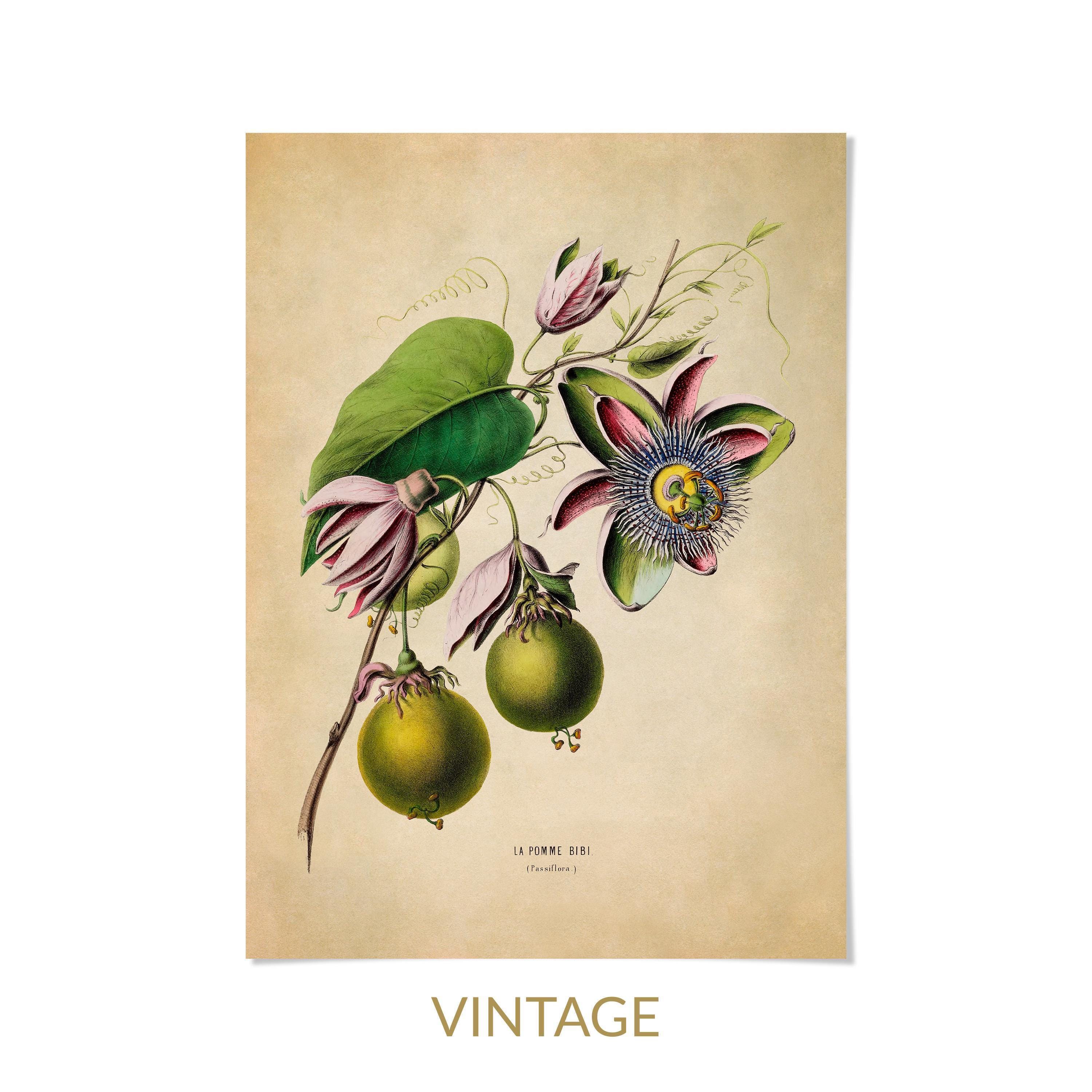 Passionfruit Flower Print, 19th Century Tropical Botanical