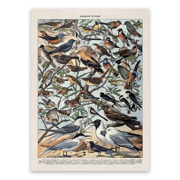 Bird Species Variety Chart Print, Birds Scientific Illustration, AM105