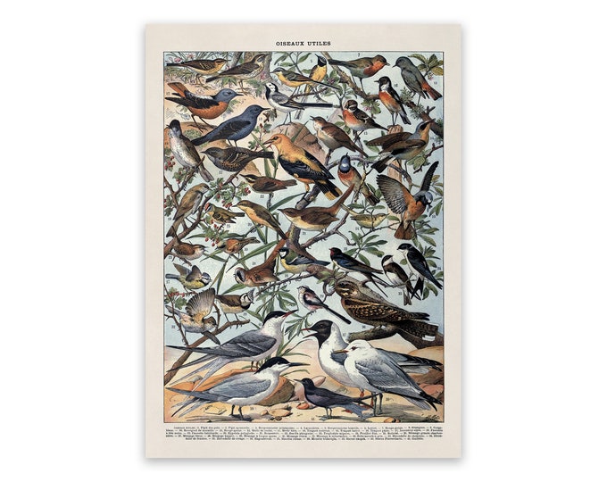 Bird Species Variety Chart Print, Birds Scientific Illustration, AM105