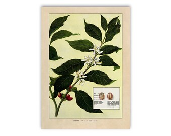 Coffee Print, Old Coffee Bean Illustration, Kitchen Decor Poster, 1900s Coffee Plant Artwork GEO17