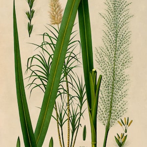 Impresión de planta de caña de azúcar, ilustración botánica de plantas medicinales, reproducción de caña de azúcar estilo vintage, MOBO 141 imagen 3