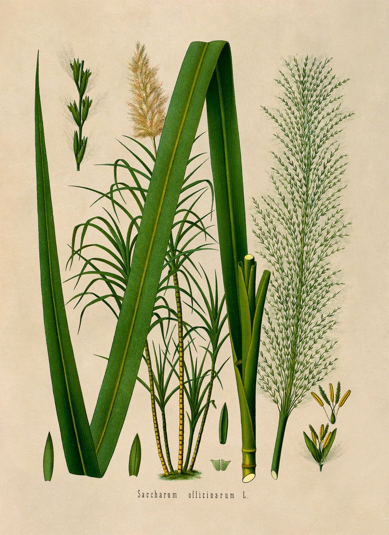 Impresión de planta de caña de azúcar, ilustración botánica de plantas medicinales, reproducción de caña de azúcar estilo vintage, MOBO 141 imagen 3