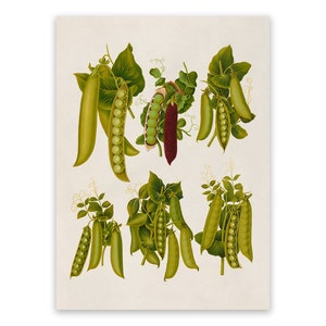 Green Pea Plant Variety Print, Garden Vegetable Themed Kitchen Art, Premium Vintage Style Reproduction, EB29