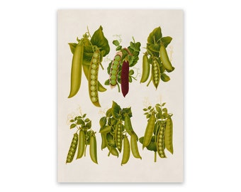 Vintage Pea Plant Variety Print: Kitchen Garden Art