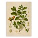 see more listings in the Botanical Illustrations  section