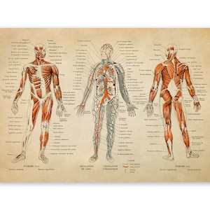 Human Anatomy Print, Muscular System Chart, Medical Anatomy Illustration, Nervous System Diagram,  AM09