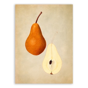 Vintage Pear Kitchen Print, Fruit Themed Botanical Painting Artwork, Premium Reproduction Poster, JMS53