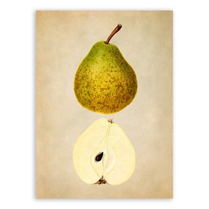 Pear Fruit Illustration, Fruit Themed Botanical Watercolor Artwork, Premium Vintage Style Reproduction Print, JMS59