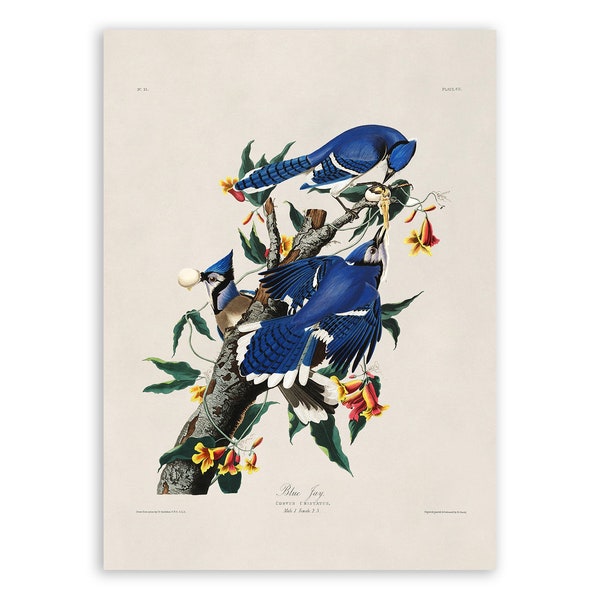 Blue Jay Bird Print, Vintage Style Audubon Poster, Birds Of America Illustration,  AOB103