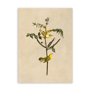American Yellow Warbler Bird Print, Vintage Style Audubon Poster, Birds Of America Illustration, AOB35