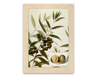 Olive Branch Print, Old Olives Illustration,  Kitchen Decor Poster, 1900s GEO84