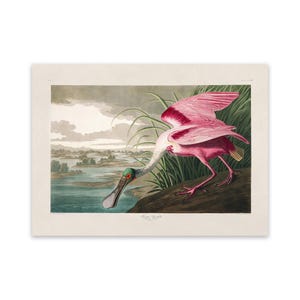 Impresión de espátula rosada, póster de aves zancudas acuáticas de Audubon de estilo vintage, ilustración de aves de América, AOB206