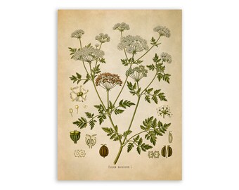Hemlock Plant Print, Medicinal Plants Botanical Illustration, Vintage Style Reproduction, MOBO 125