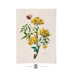 Yellow Jessamine Flower with Butterfly Print: Floral Botanical Art, FDA108