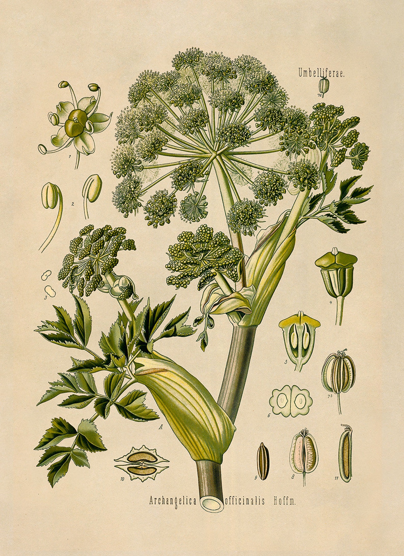 Wild Celery Botanical Illustration Poster Garden Angelica | Etsy