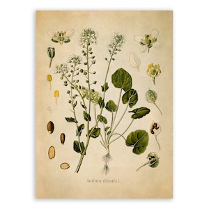 Scurvygrass Plant Print, Medicinal Plants Botanical Illustration, Vintage Style Reproduction, MOBO 184
